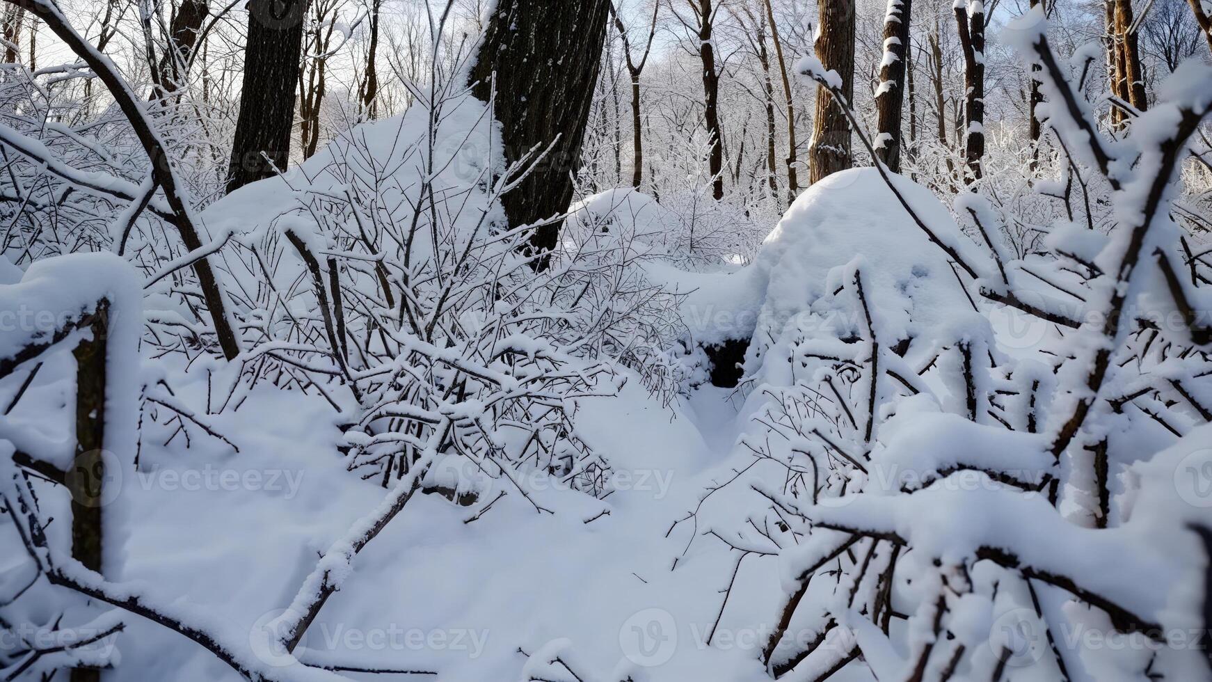 A snowy forest with trees and bushes photo