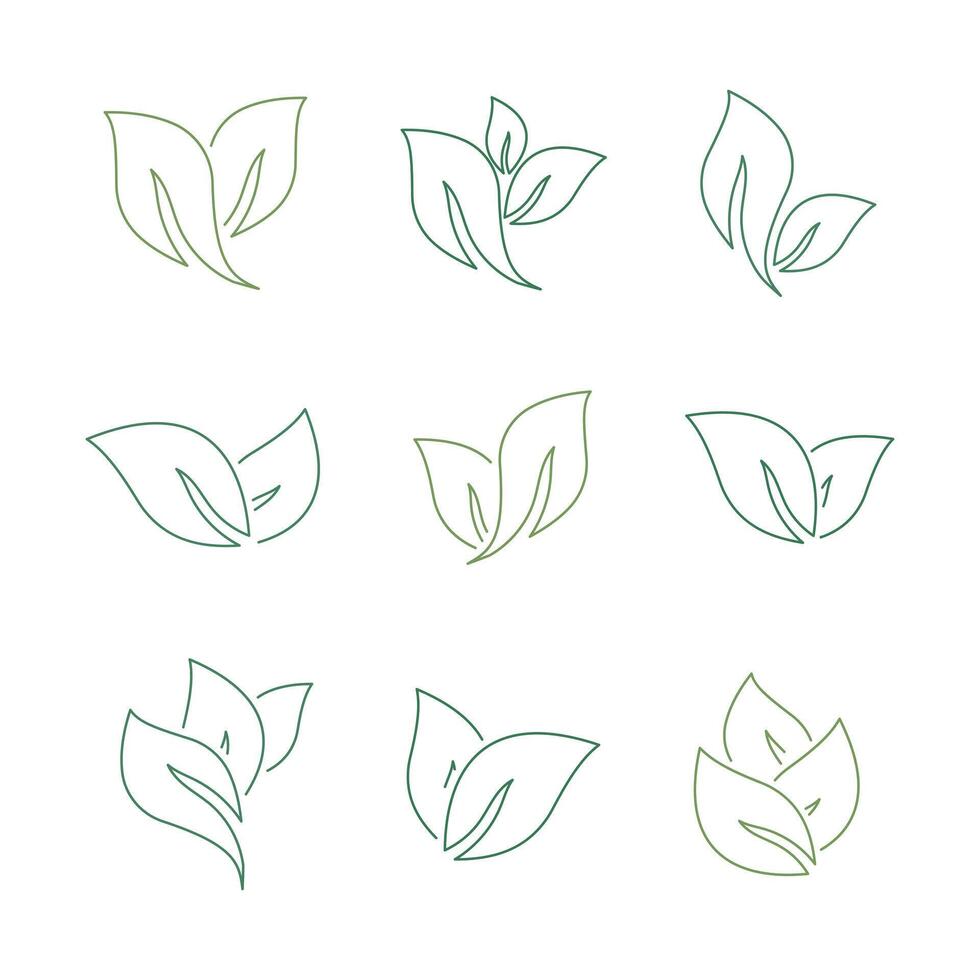 Green tea leaves set outline design for herbal illustrations vector