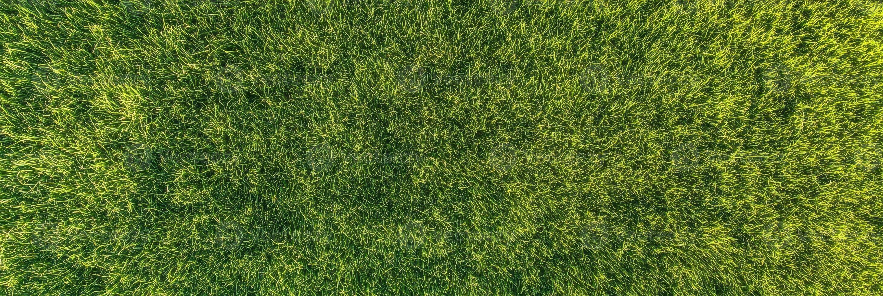 Lush green grass texture in vibrant sunlight captured from above photo