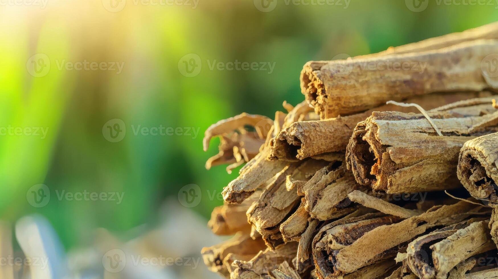 Cinnamon Sticks In Sunlight With Blurred Green Background. Aromatic Spice For Culinary And Health Uses photo
