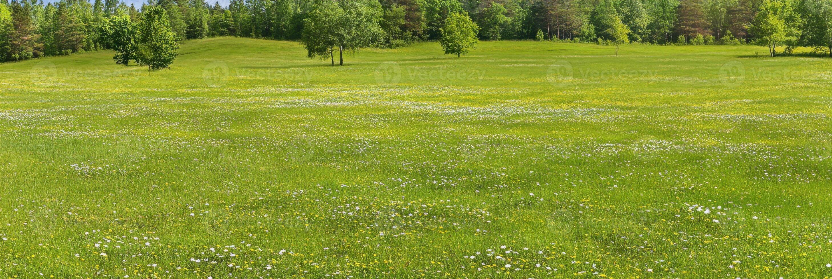 Expansive green meadow with wildflowers and scenic forest background in summer light photo
