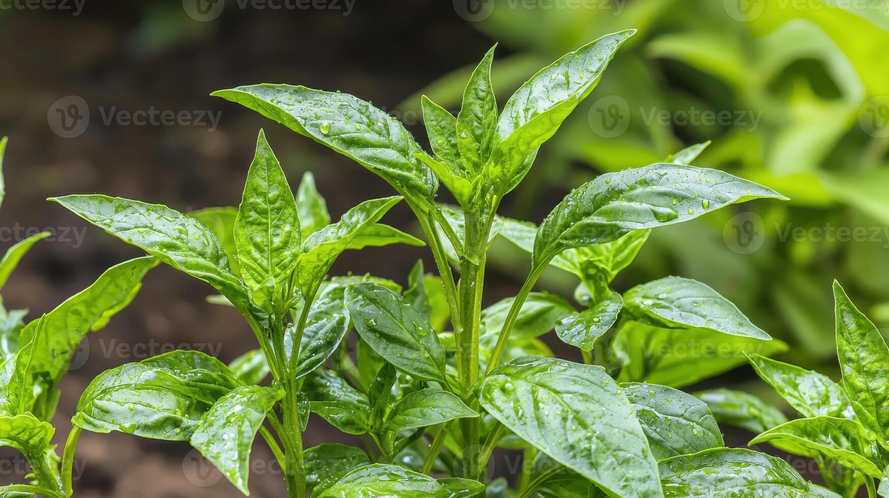 Fresh Green Basil Leaves With Water Droplets In Garden. Vibrant And Healthy Herb Plant photo