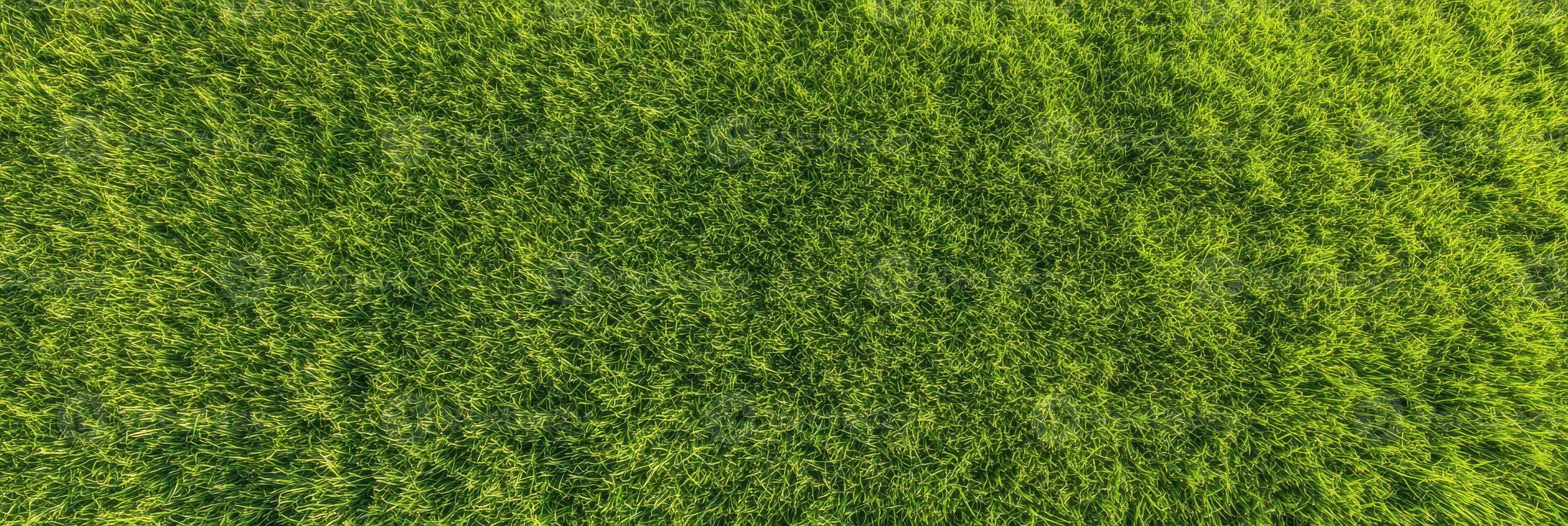 Lush green grass field top view depicting natural texture and vibrant growth photo