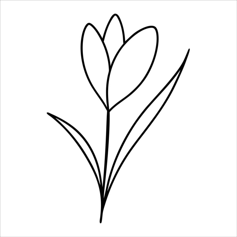 spring crocus flower illustrated in continuous line art drawing featuring botanical elegance seasonal bloom concept and delicate spring flower artistic design vector