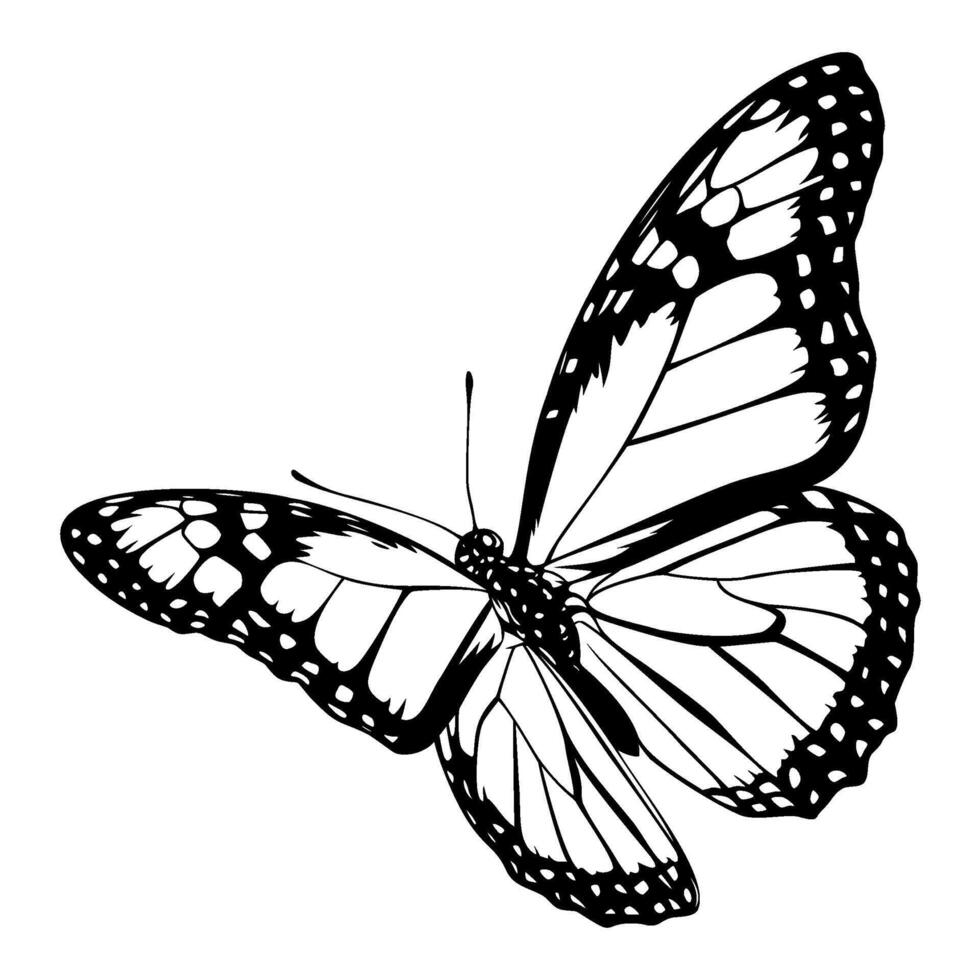 Detailed monarch butterfly with open wings vector