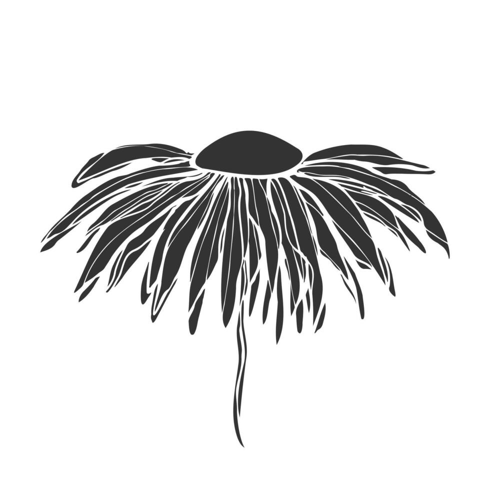 Dark silhouette of chrysanthemum or chamomile or daisy or echinacea flower, stylized hand drawn sketch, isolated on white background. vector