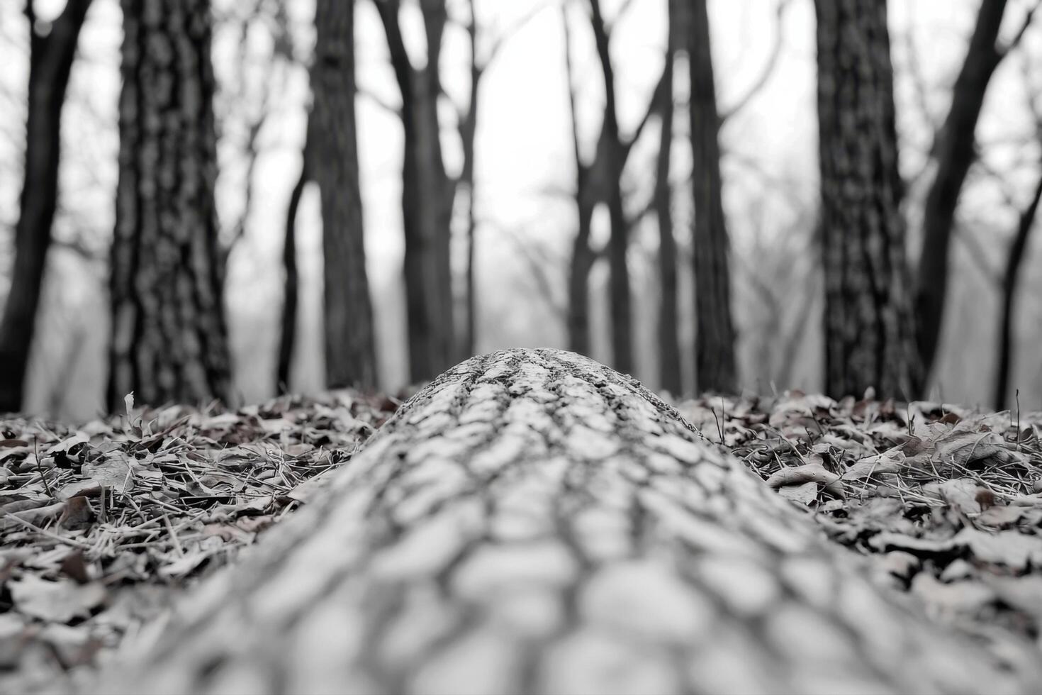 Fallen Log in a Peaceful Forest A Black and White Nature Photography photo