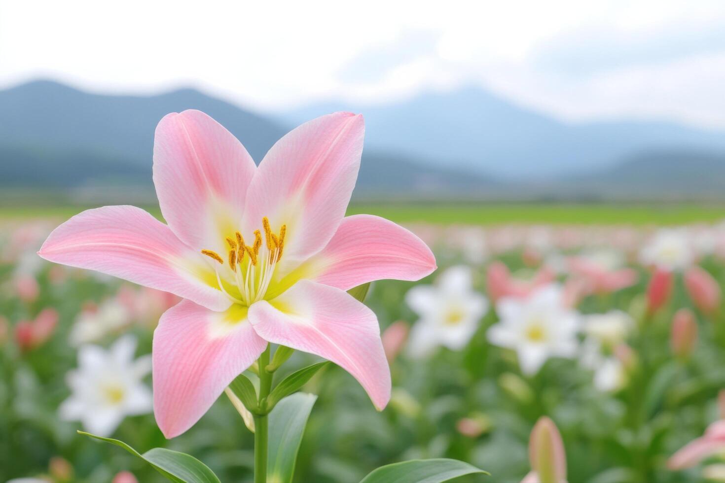 Delicate Pink Lily in a Field of Flowers photo