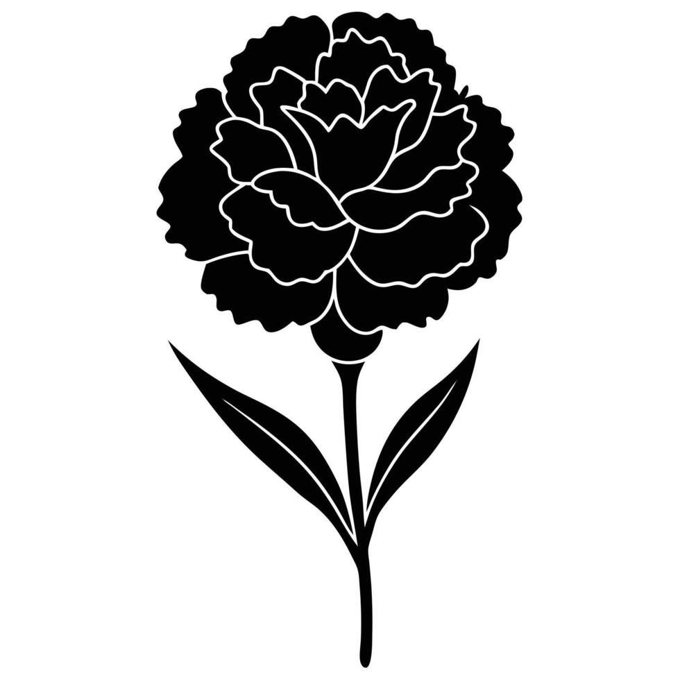 Close up of a carnation vector