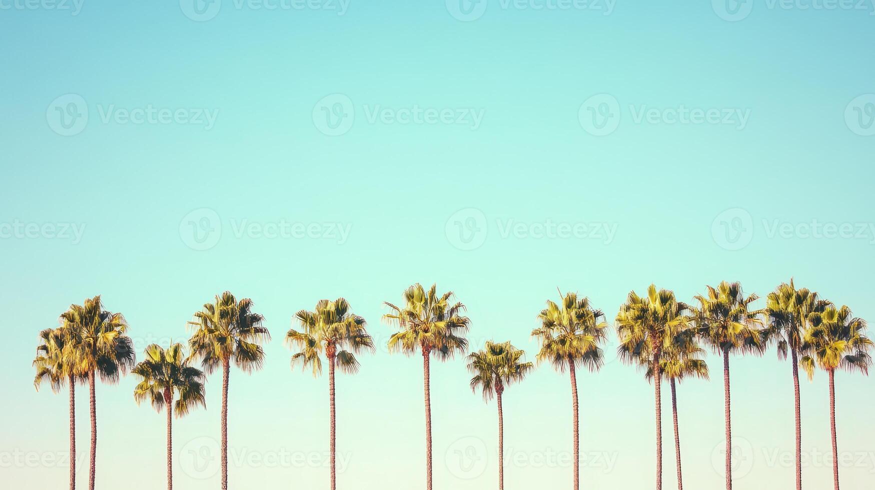 Row of palm trees under a clear blue sky photo