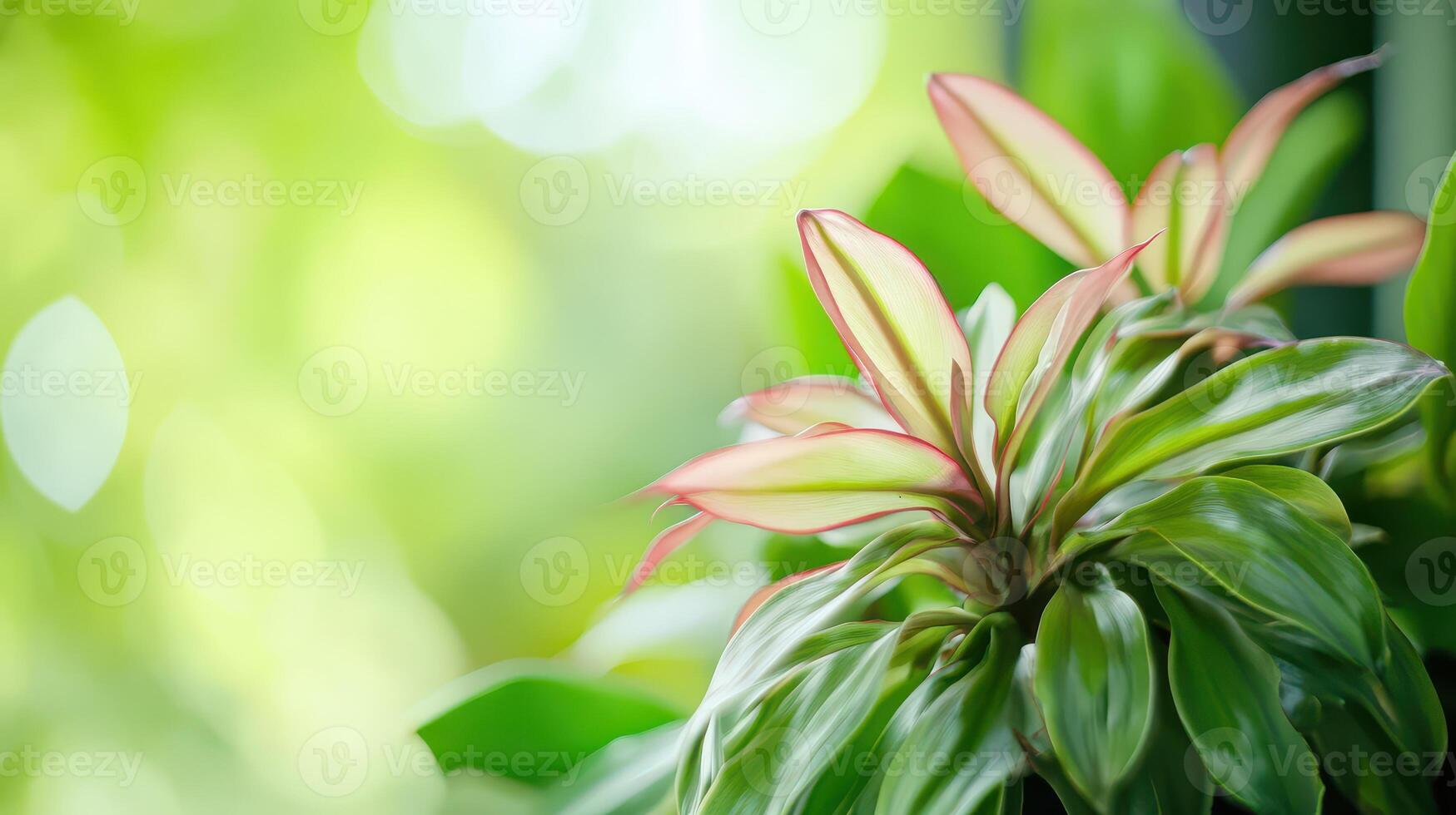 Bright green plant with colorful leaves photo