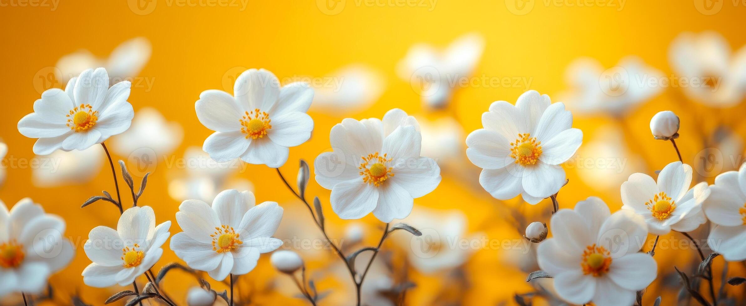White flowers on orange. Delicate white flowers with yellow centers pop against a softly blurred orange background, creating a vibrant display. photo