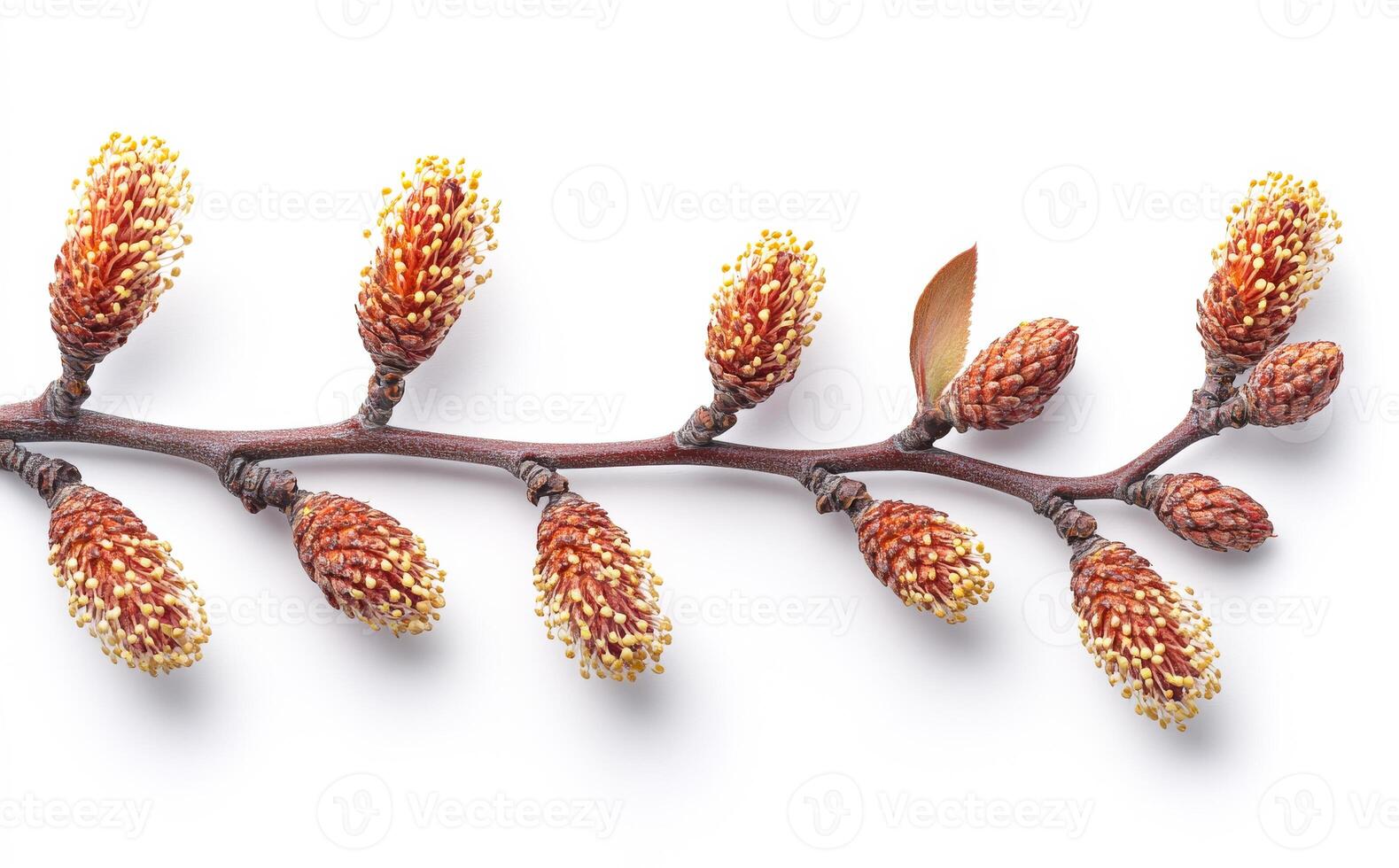 Unique plant branch with developing buds. A close-up view of a plant branch featuring several developing buds in various shapes and sizes. photo
