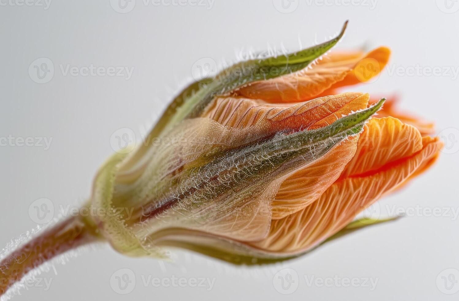 Flower bud shows fine details. A close-up view of a blooming flower bud showcasing its delicate textures and vibrant colors against a soft background. photo