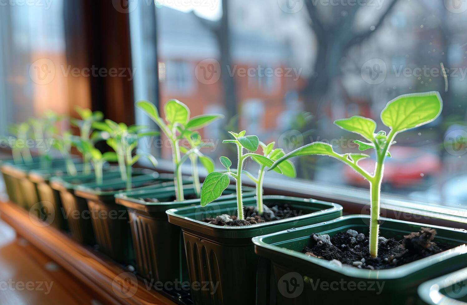 Seedlings growing in pots by the window. Small green plants are growing in individual pots on a sunny windowsill, showcasing healthy growth and vitality. photo