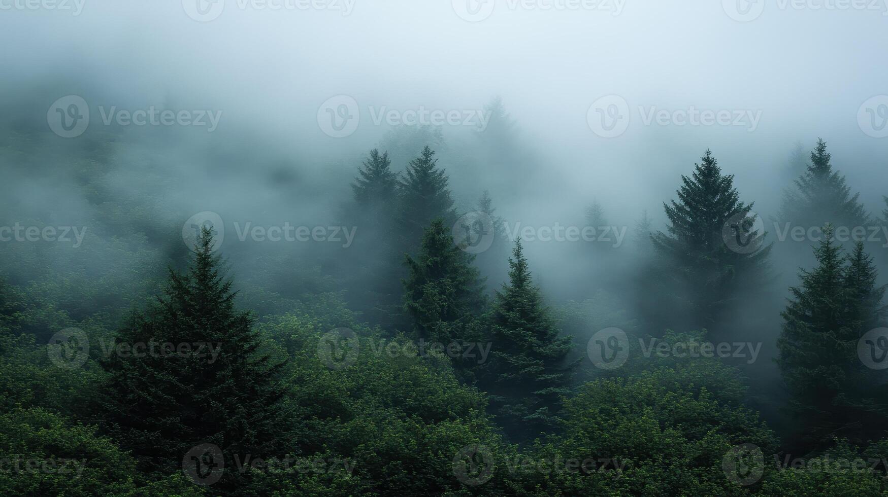 Ethereal Forest Evergreen Trees Cloaked in Mystic Fog photo