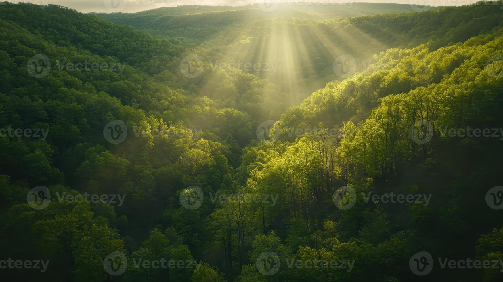 Sunlit Valley Rays of Light Through Verdant Forest Canopy Creating an Ethereal Scene photo