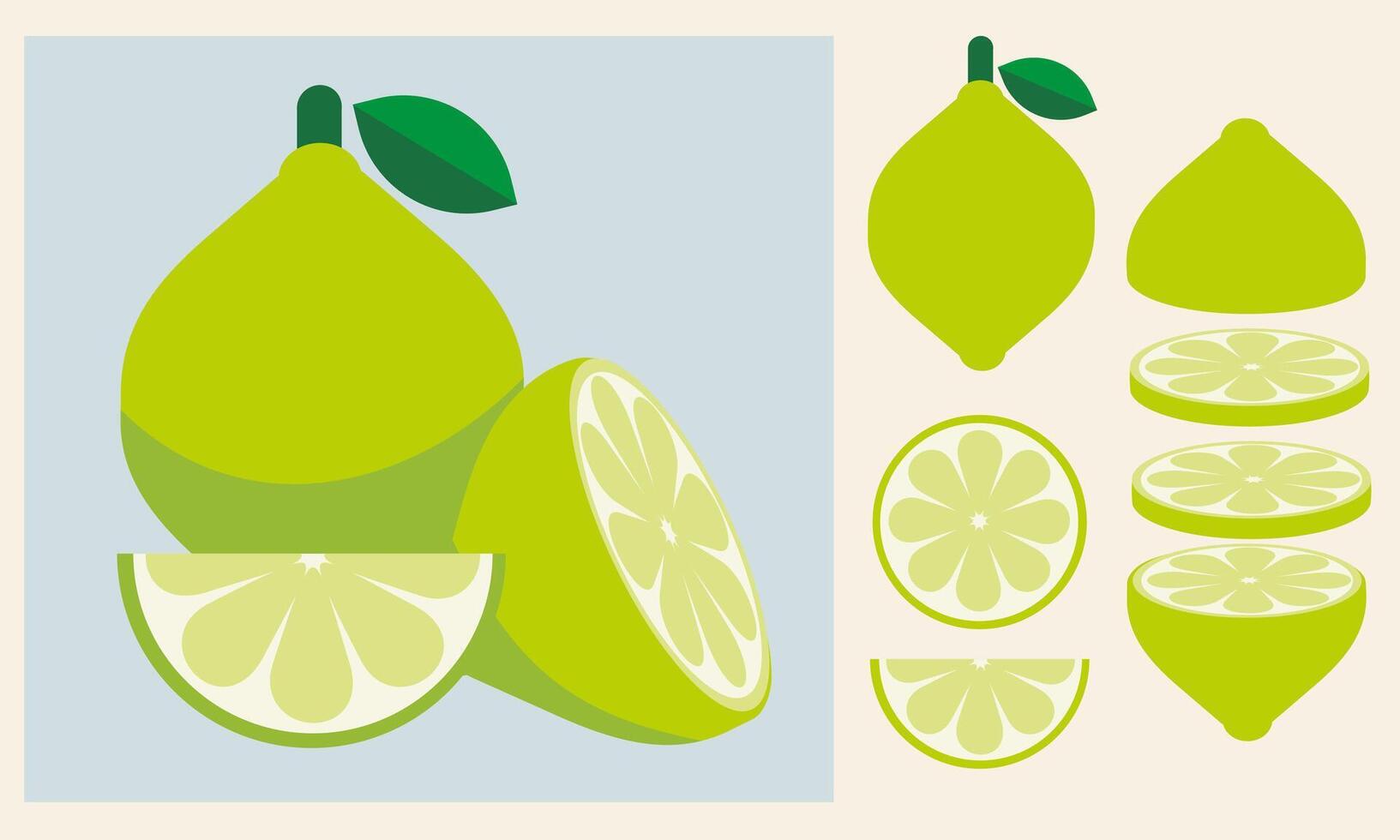 Set green limes. Whole lime with leaves, limes slices and cut lime. Organic fruits for lemonade juice or vitamin C healthy food. vector