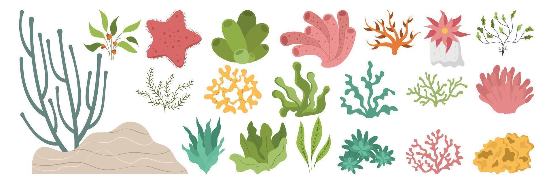 Colorful underwater plants, corals, shells, and sea life element vector