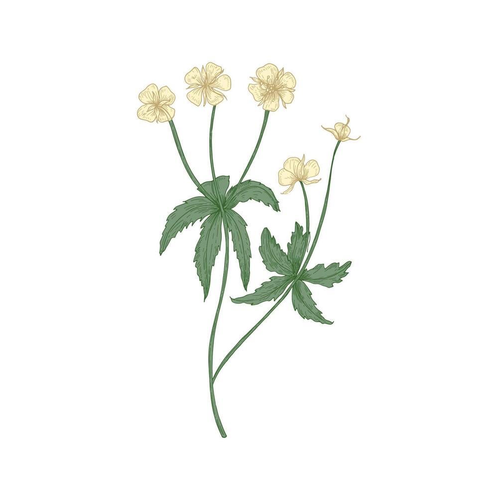 Tender tormentil or septfoil flowers isolated on white background. Elegant drawing of flowering herb or wildflower. Floral decorative design element. Realistic hand drawn illustration. vector