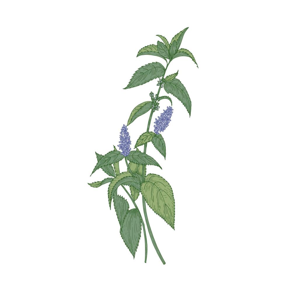 Peppermint isolated on white background. Elegant drawing of cultivated herbaceous plant or flowering herb used in culinary as spice or flavoring. Botanical illustration in antique style. vector