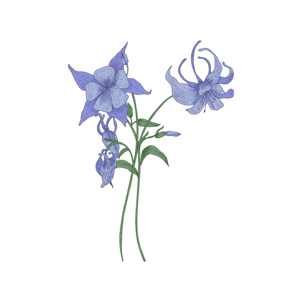 Aquilegia or granny's bonnet flowers isolated on white background. Gorgeous drawing of tender meadow plant or wildflower used in culinary as condiment. Realistic hand drawn illustration. vector
