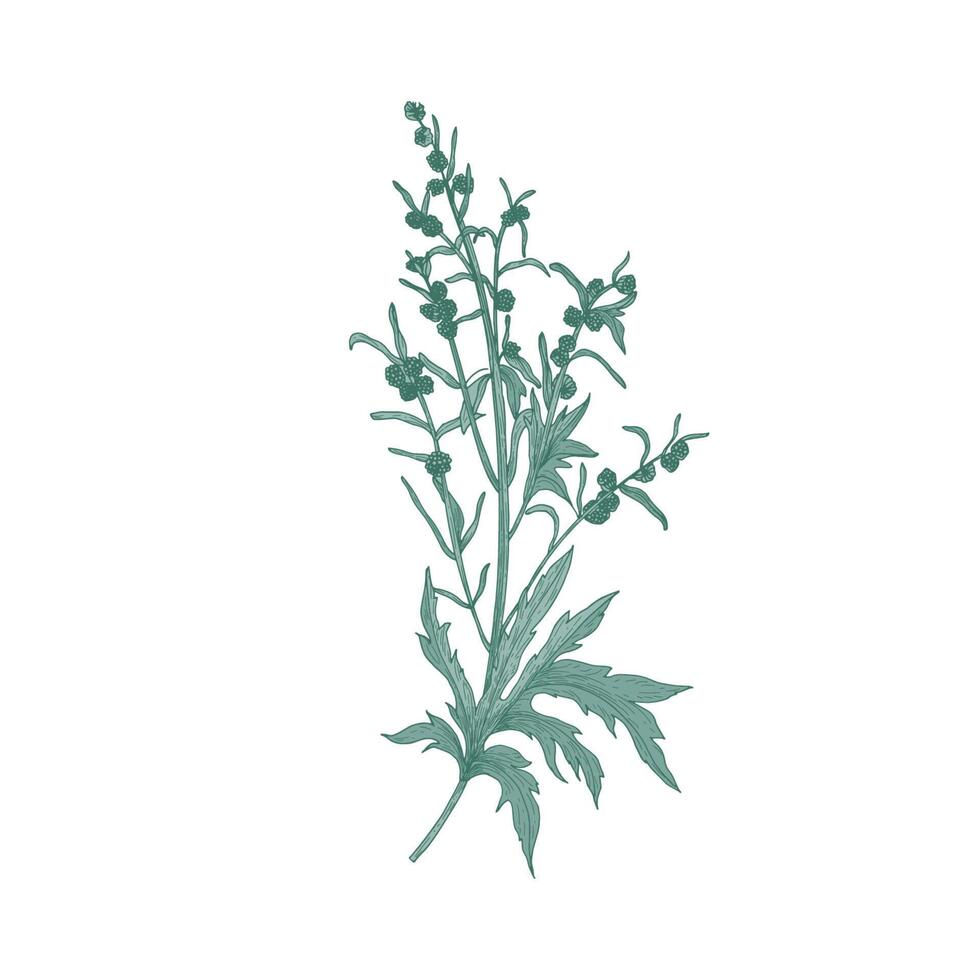 Sagebrush flower isolated on white background. Detailed natural drawing of blooming plant or flowering herb used in herbalism or herbal medicine. Elegant hand drawn floral illustration. vector