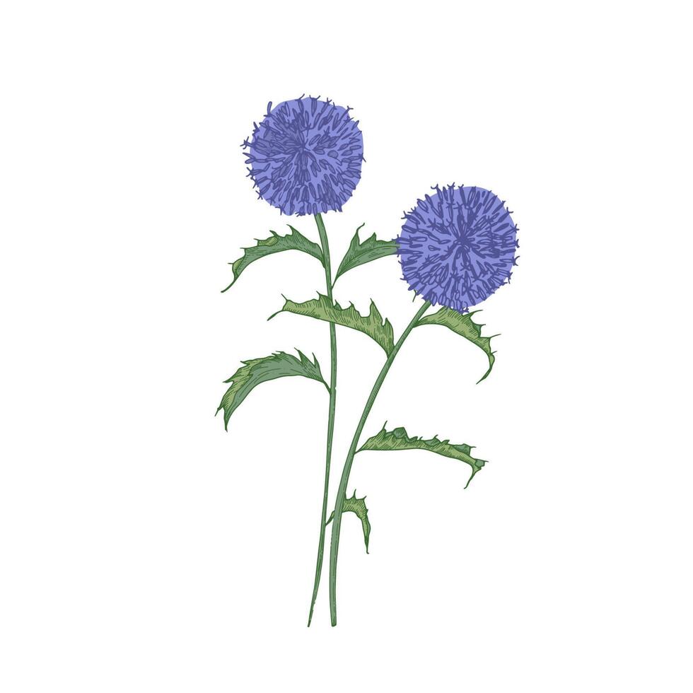 Southern globethistle flowers or inflorescences, stems and leaves isolated on white background. Detailed drawing of wild flowering herb used in phytotherapy. Botanical hand drawn illustration. vector