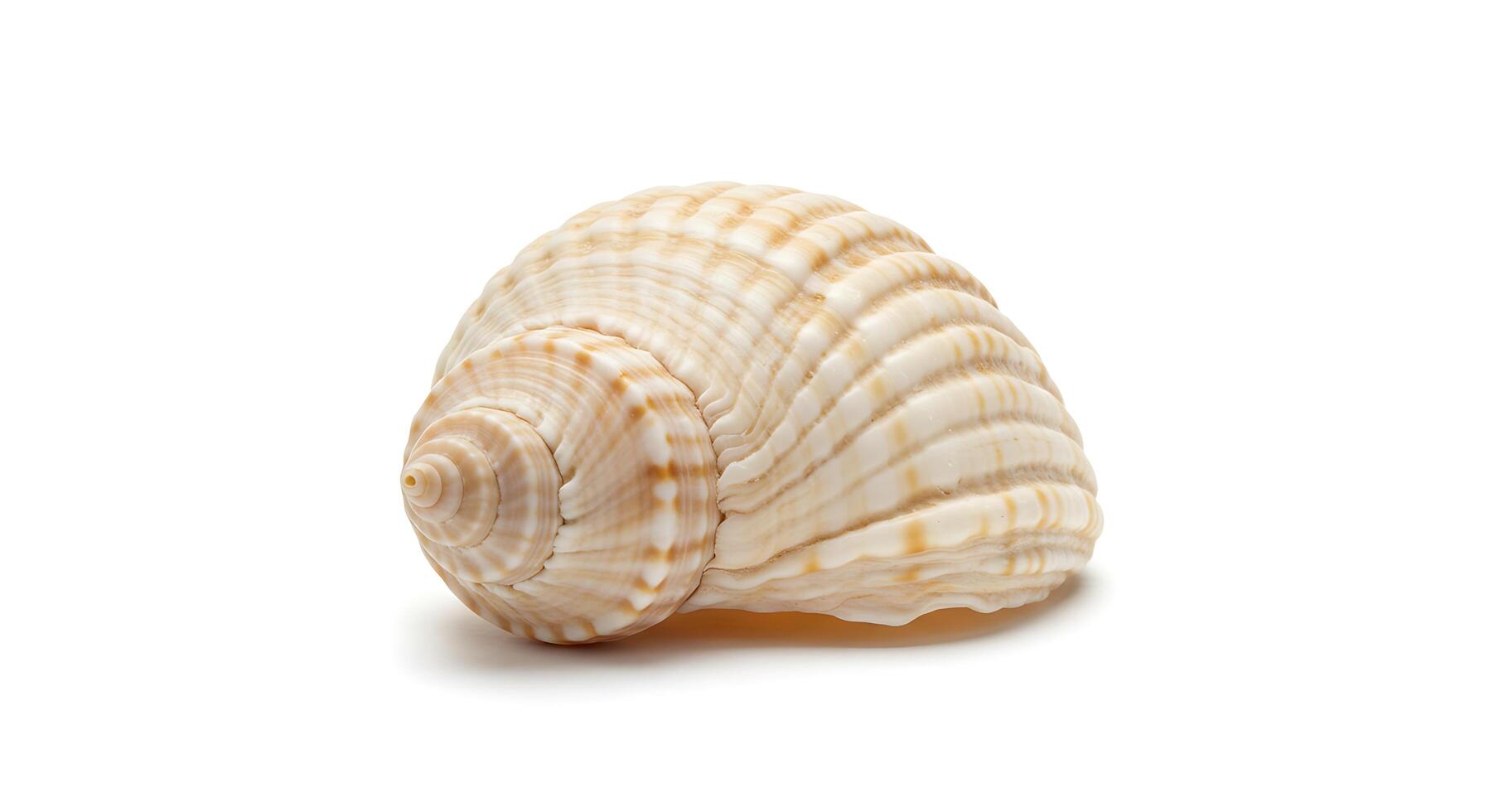 A shell is shown on a white background photo