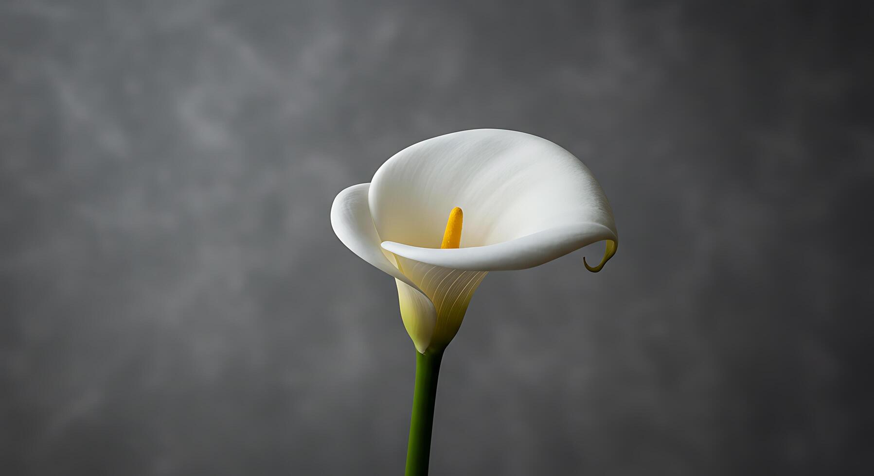 A single white calla lily is shown against a gray background photo