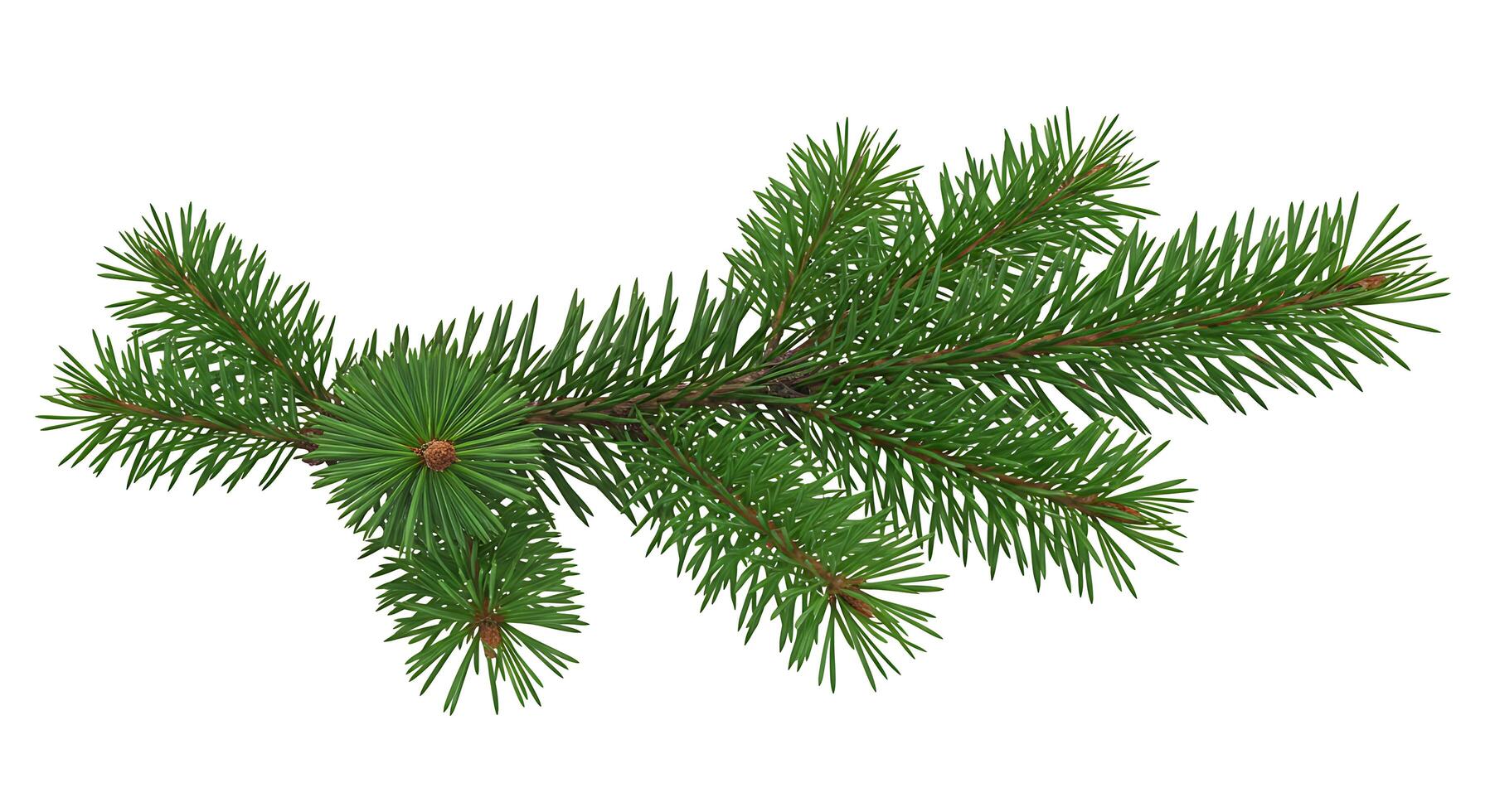 A branch of pine tree on a white background photo