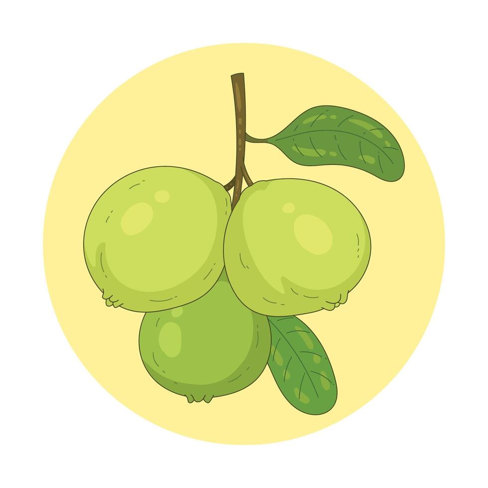 hand drawn guava fruit vector