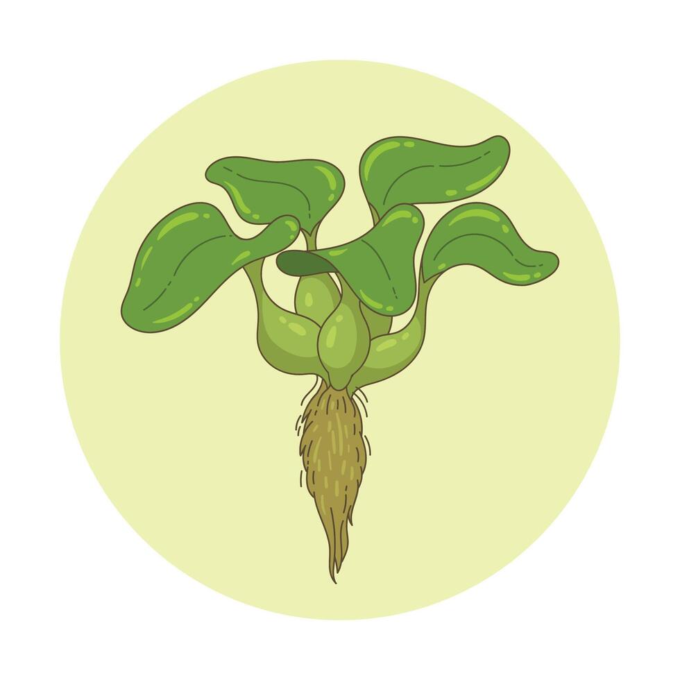 illustration of water hyacinth plant vector