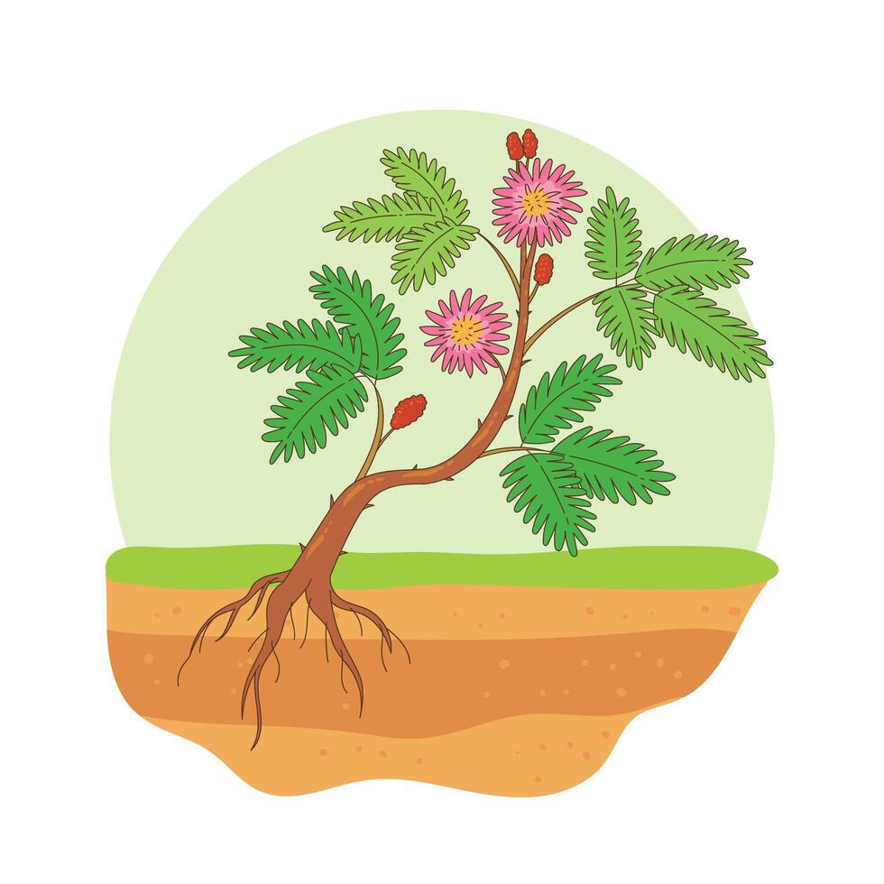 hand drawn mimosa plant vector