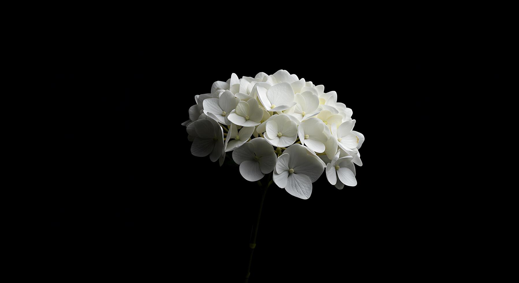 A single white flower is in the middle of a dark background photo
