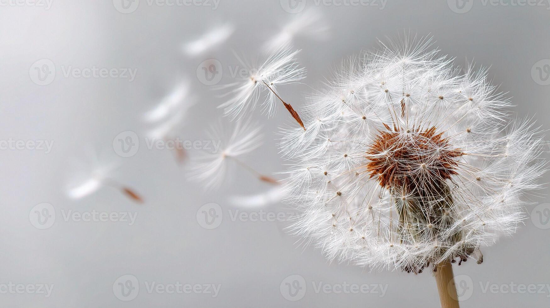 A dandelion with seeds blowing in the wind photo