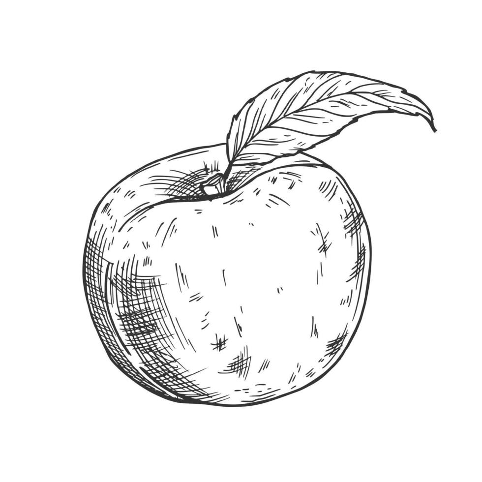 Peach set. Hand drawn sketch style summer fruit drawings collection. Best for package and market designs. illustrations. vector