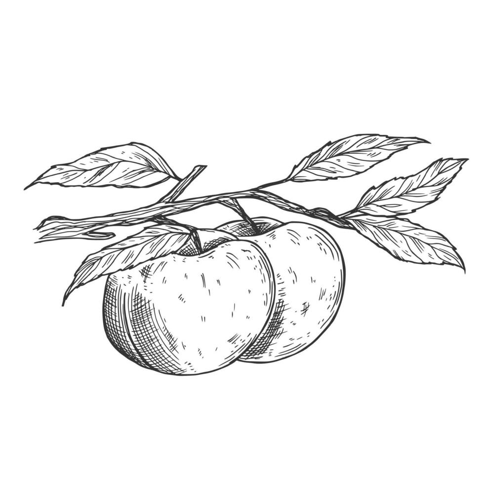 Peach fruit graphic branch black white isolated sketch illustration vector