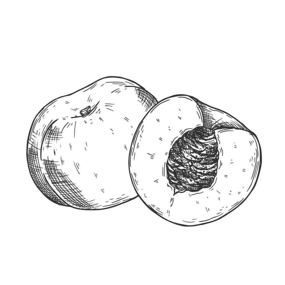 Hand drawn sketch style peach fruit. Ripe whole peach and peach quarter. fresh farm fruits illustration. vector