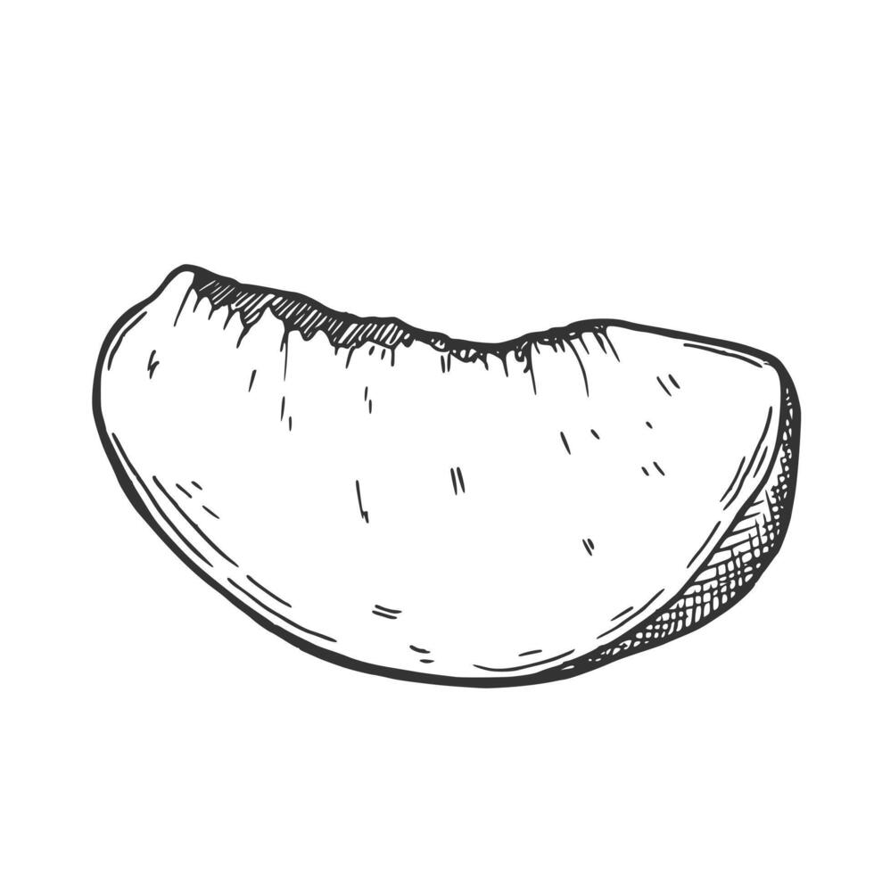 Hand drawn Sliced Peach illustration vector