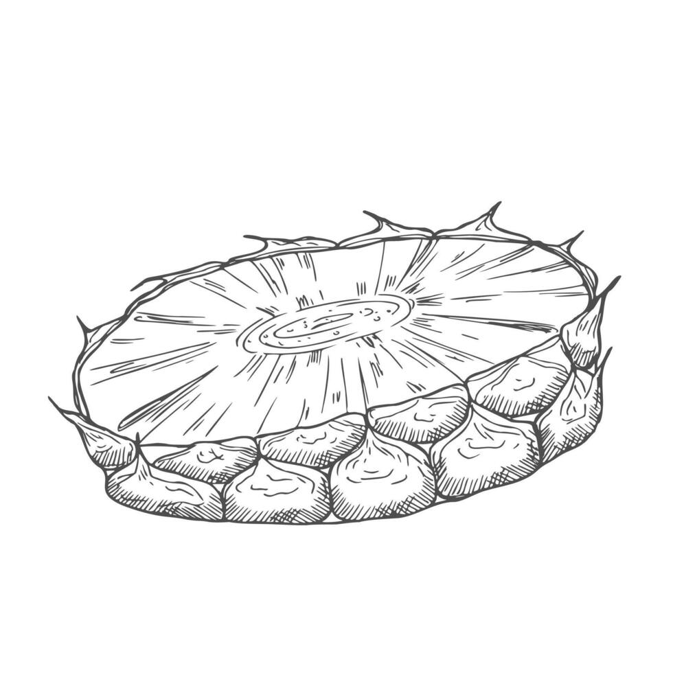 Sliced pineapple sketch in . Cut pineapple vector