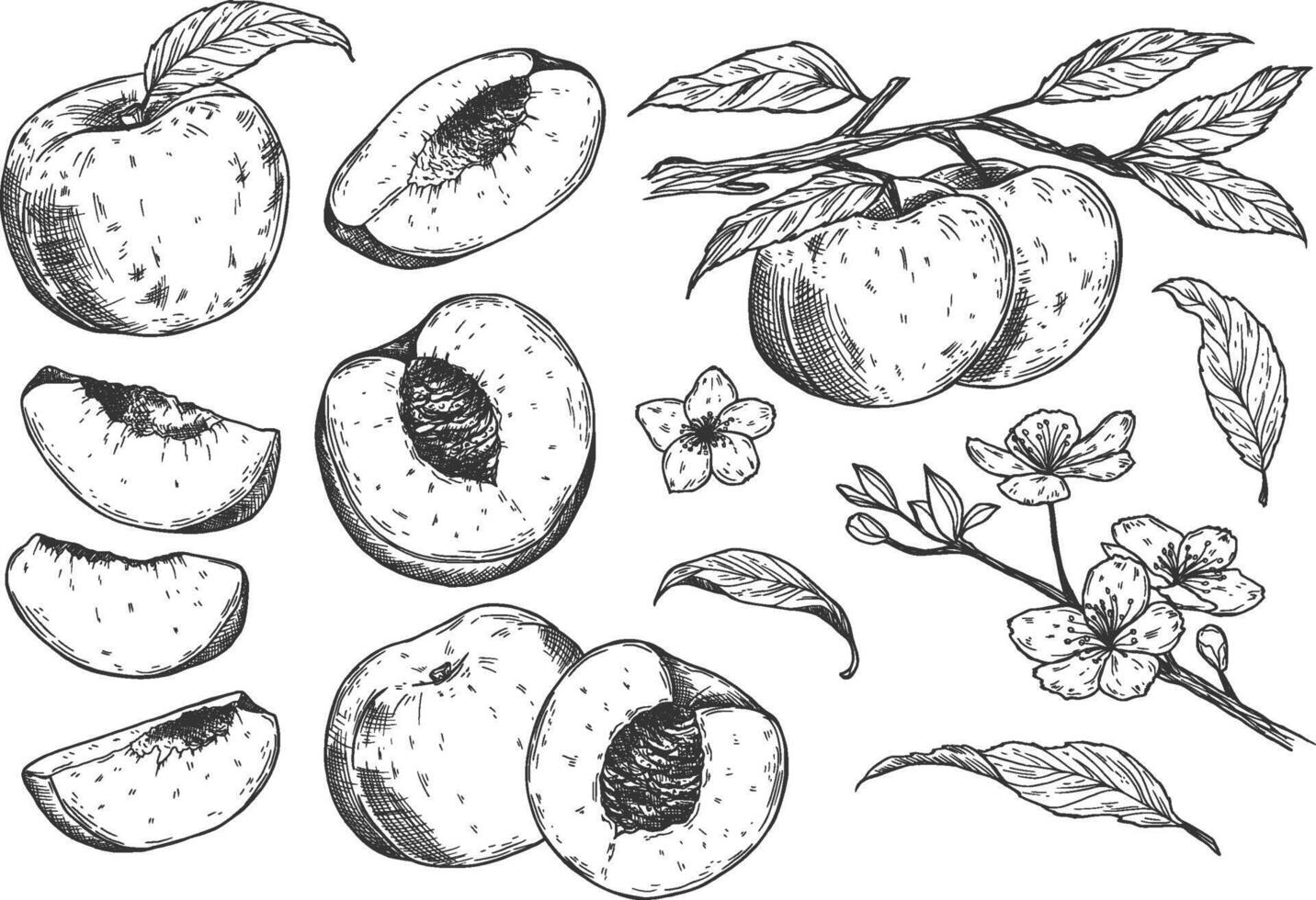 Peach set. Hand drawn sketch style summer fruit drawings collection. Best for package and market designs. vector