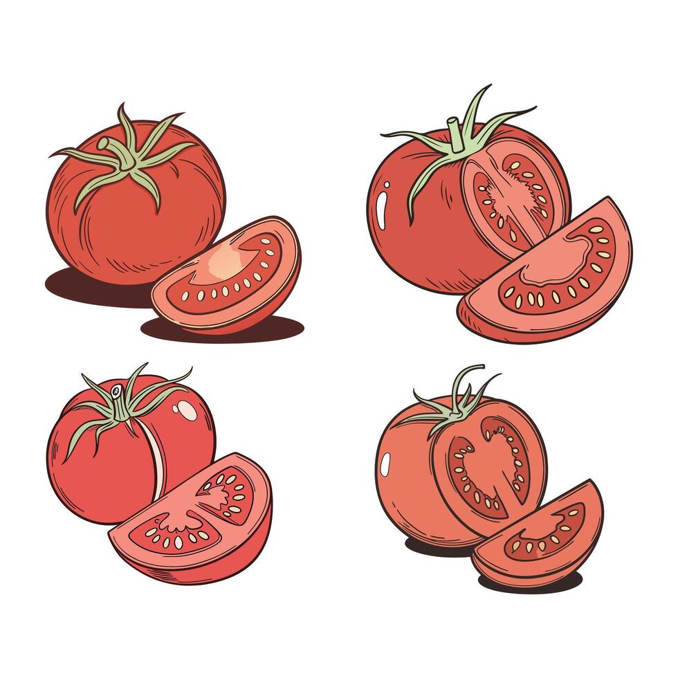 Set of tomatoes vegetable vector