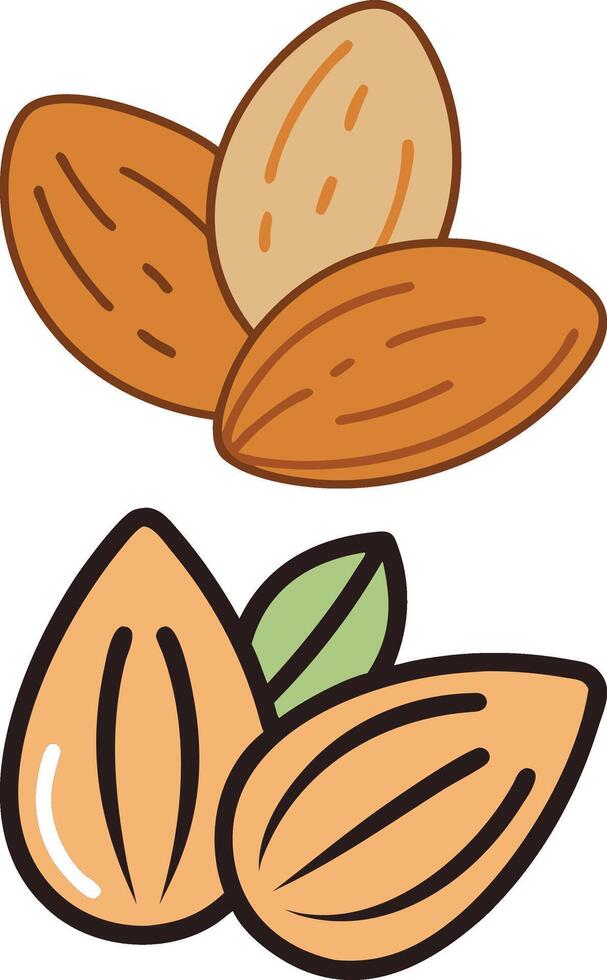 Fresh almonds nuts fruit vector
