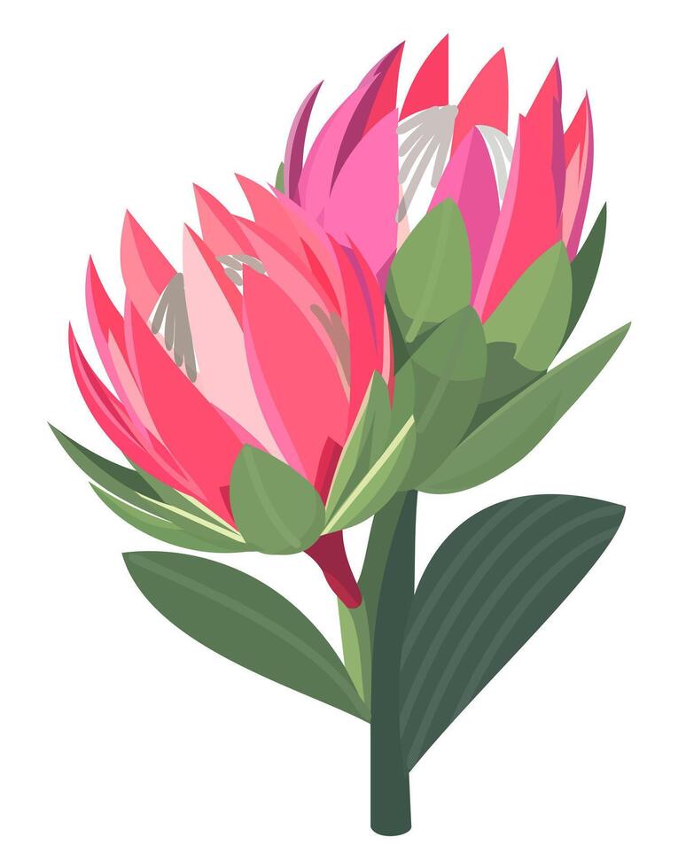 Bud of protea. isolated illustration vector