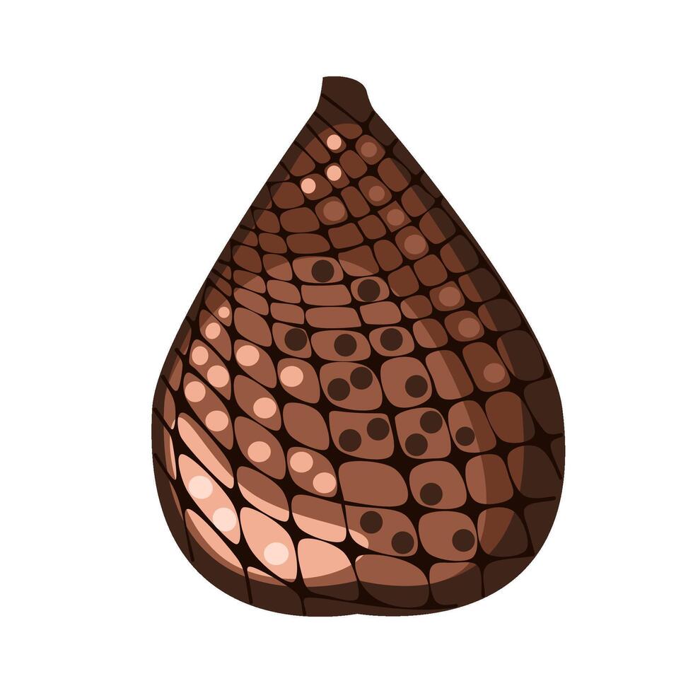 Salak is a snake fruit botanical illustrator vector