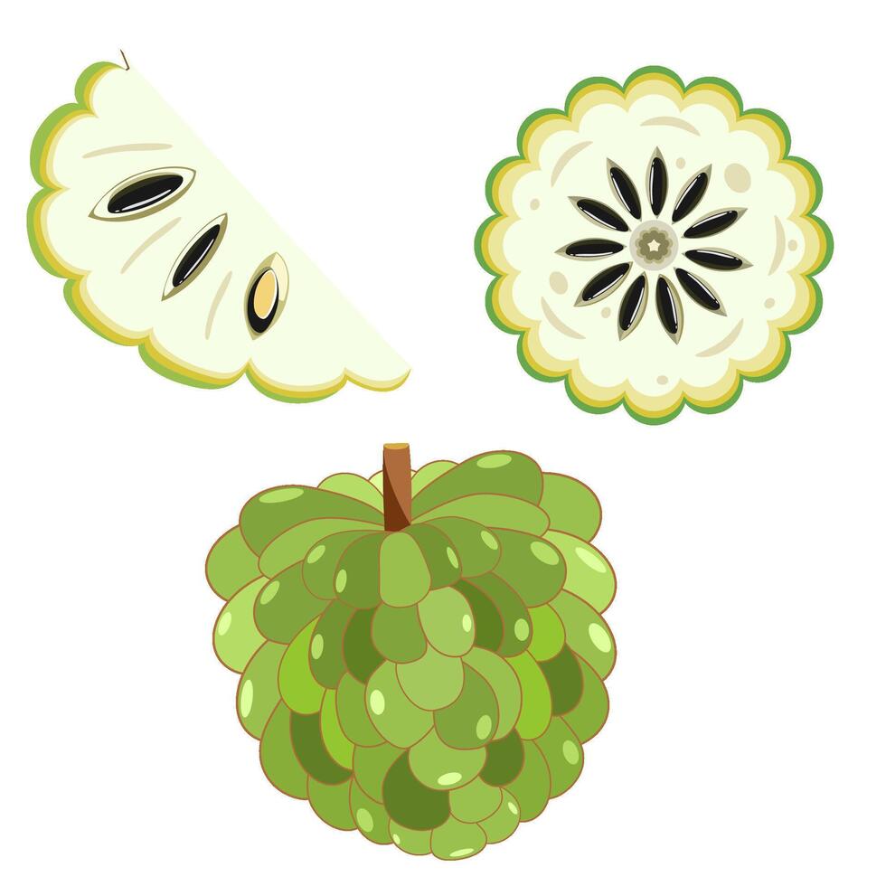 Sweetsop sugar apple set whole, sliced, and cut vector