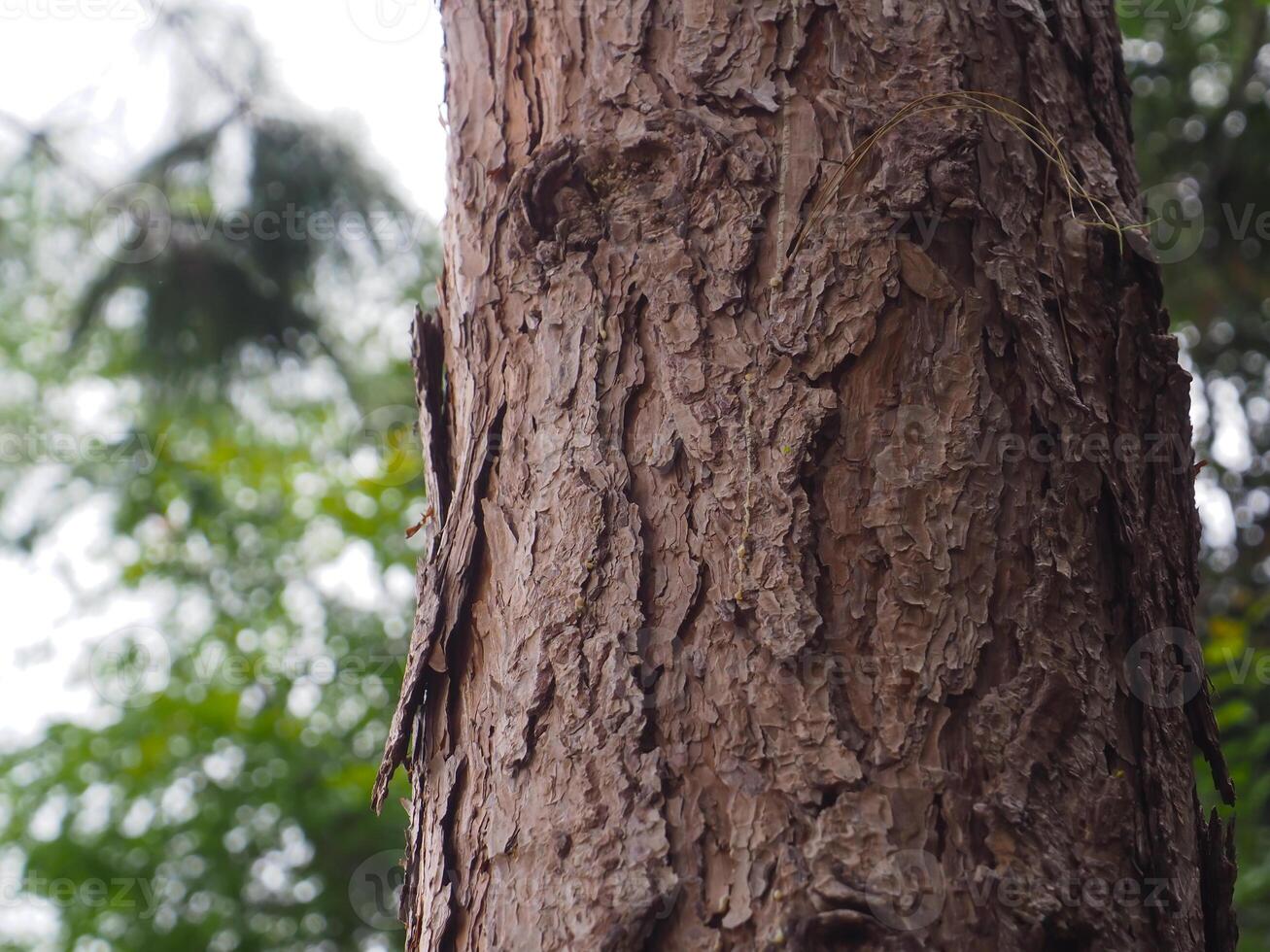 Mountain pine texture in the forest for environmental nature background photo