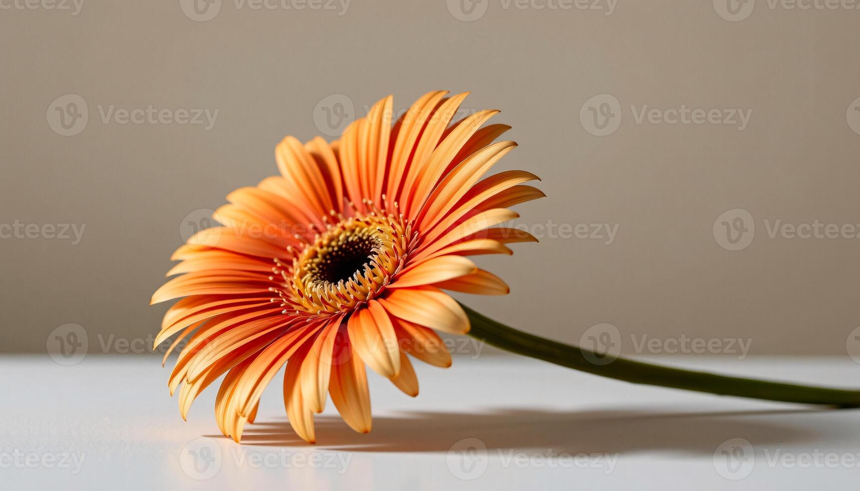 graceful stem of gerbera daisy in a minimalist style, with melon and alabaster palette photo