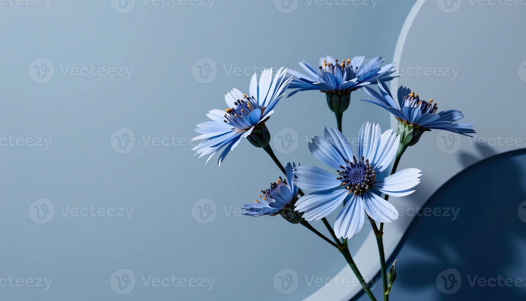 elegant cluster of cornflower in a minimalist style, with denim blue and soft gray tones photo